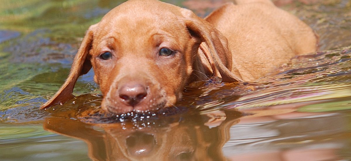 Puppies enjoying water