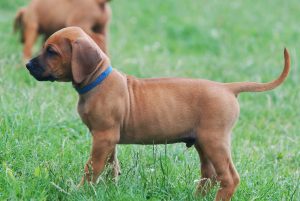 8 week old rhodesian ridgeback